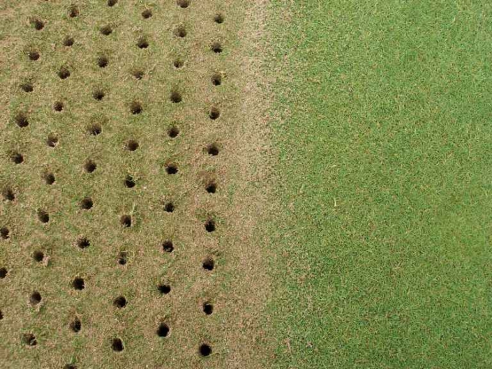 Punched Greens Pine Springs